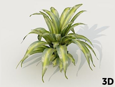 3D dracaena Podium Browser